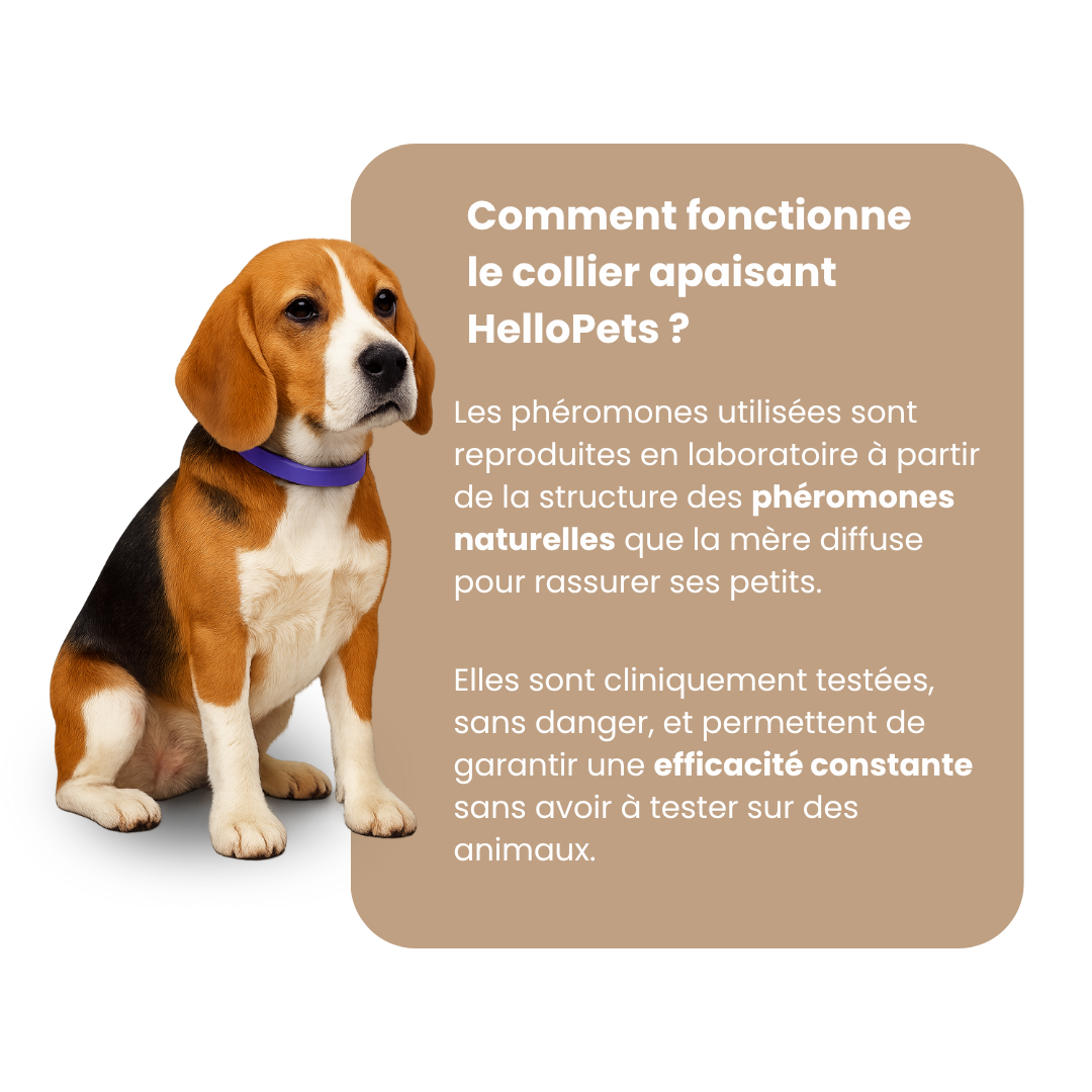 Collier Apaisant pour Chien HelloPets