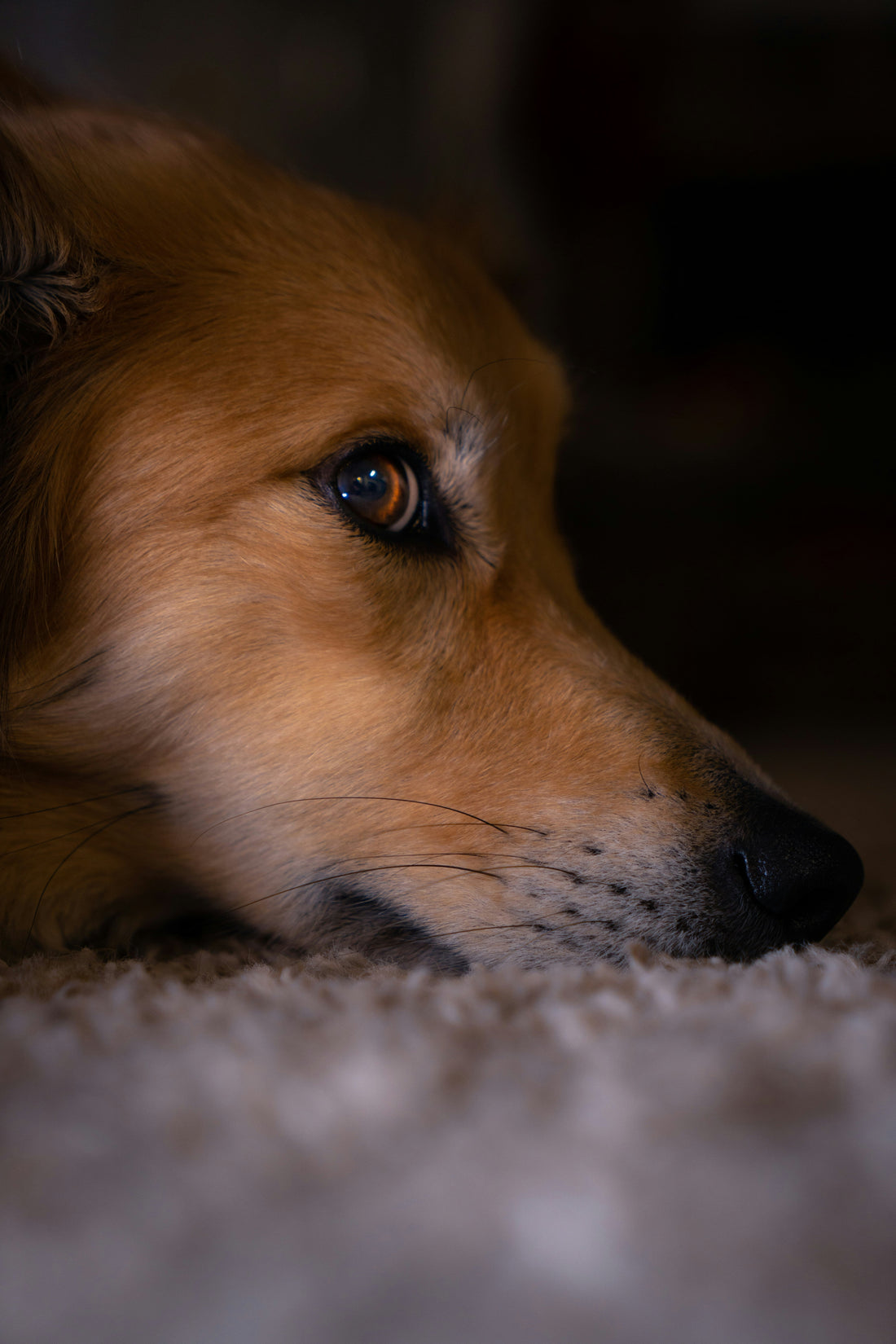 Stress et anxiété chez le chien : comprendre, apaiser et améliorer son bien-être naturellement